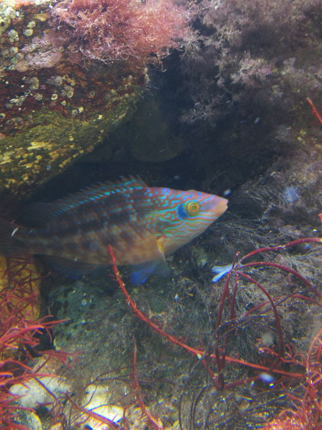  J'ai 7 labridés, symphodus roissali coussin de la veille, très intéressant surtout ne jamais oublier de les nourrir, sous peine de carnage c'est très vorace, ne pense qu'à bouffer. Mais si c'est nourri tt les jours pas de soucis