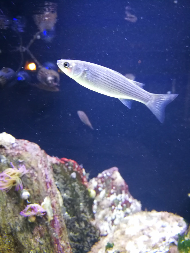  J'ai un mulet aussi je l'ai eu tt petit il grandi vite si il devient trop grand pour l'aquarium je le remettrais à la mer