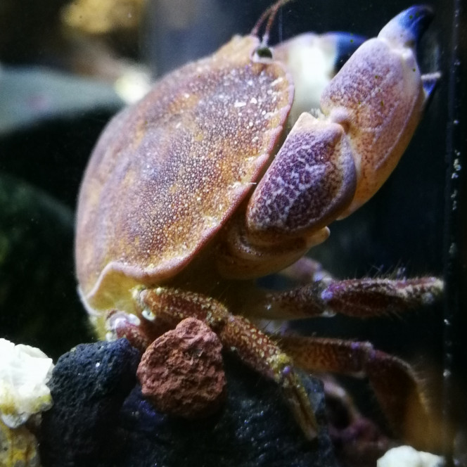  Maintenant les gros crabes, le tourteau pas de problème particulier ça ne bouge pas ce sont des dormeur il y en a de différente race personnellement j'en est trois different