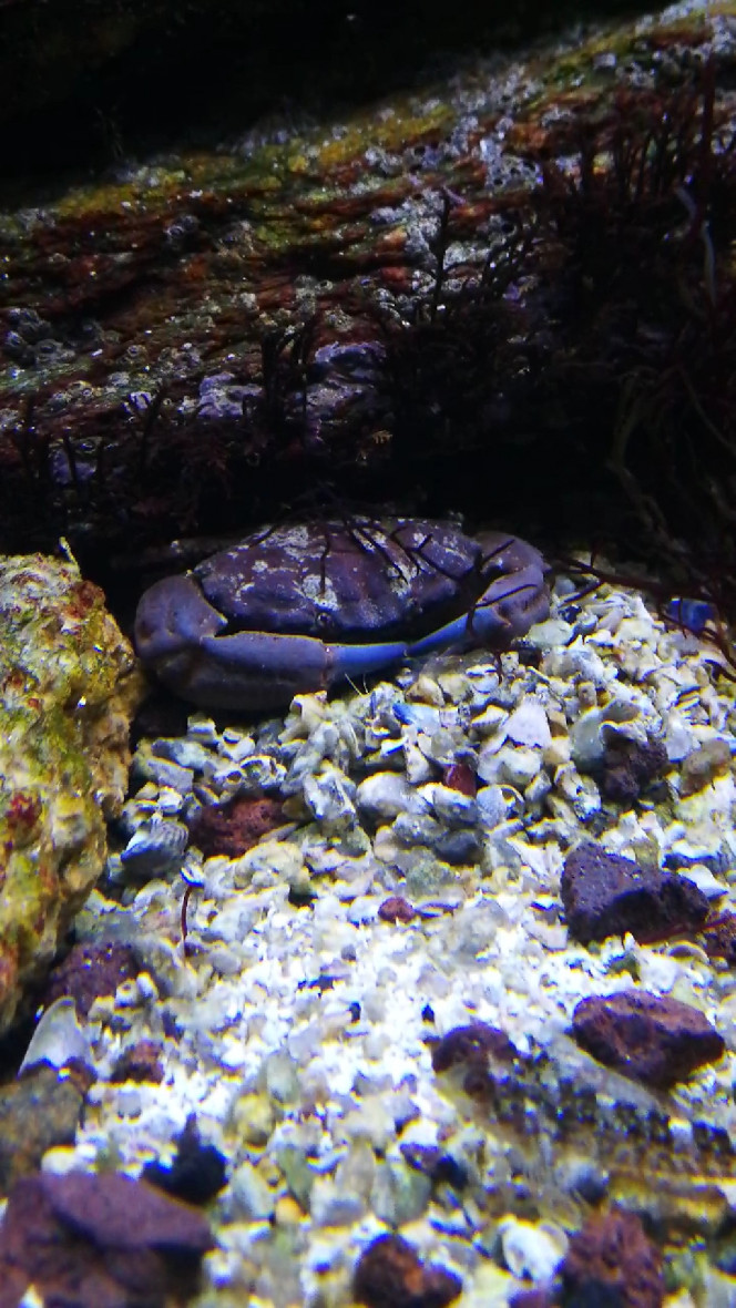  Voilà un autre, xantos hydrophilus il sorte que très rarement