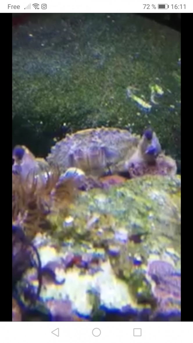  Et un eriphia verrucosa c'est super beau