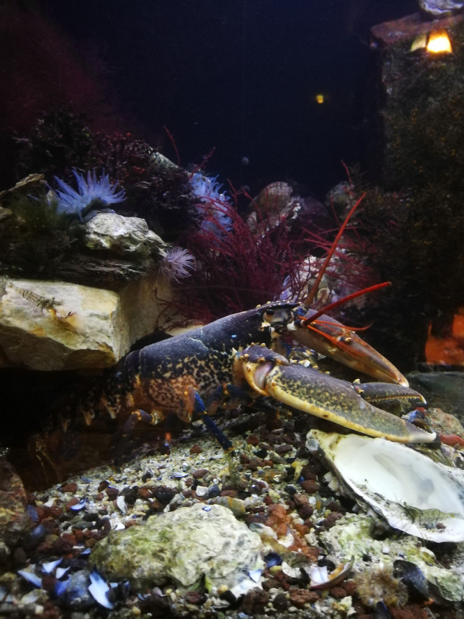  Et mon bijou, un homard bleu. Par contre la ça rigole pas. Obligation de nourrir à bête régulièrement a la demande. Sous peine qu'il parte à la chasse. La faut prévoir son habitat avant de le mettre, c'est très territorial. Et ça a un sale caractère, ça attaque et c'est très vif attention au doigt. J'avais jamais remarqué qu'il avait une pin e pour couper et l'autre pour casser. Certain l'on a droite l'autre à gauche?