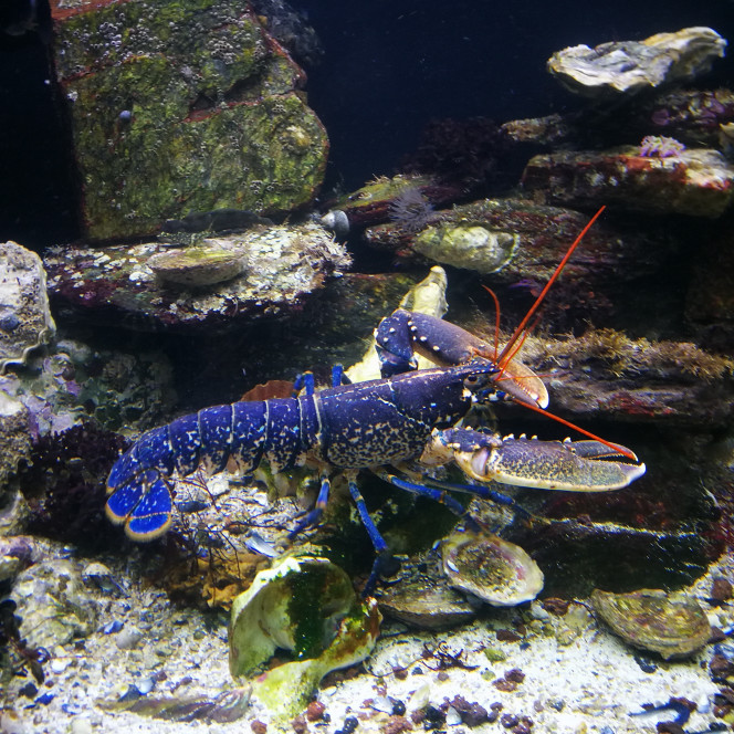  Et mon bijou, un homard bleu. Par contre la ça rigole pas. Obligation de nourrir à bête régulièrement a la demande. Sous peine qu'il parte à la chasse. La faut prévoir son habitat avant de le mettre, c'est très territorial. Et ça a un sale caractère, ça attaque et c'est très vif attention au doigt. J'avais jamais remarqué qu'il avait une pin e pour couper et l'autre pour casser. Certain l'on a droite l'autre à gauche?