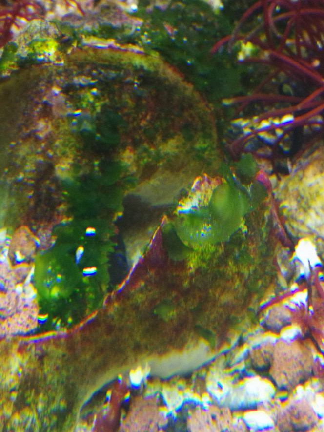  Il me manque du vert dans l'aquarium, pas facile de trouvé des algues verte en hiver, mais la laitue commence à pousser naturellement. Faut être patient