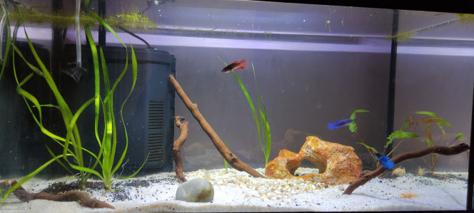 60 litres (leddy 60) Évolution de l'aménagement de l'aquarium qui avance petit à petit