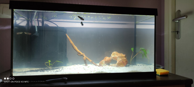60 litres (leddy 60) Introduction de mes premiers habitants, 3 petites femelle combattantes ( sœurs)
(Aménagement du bac non définitif en attente de plantes et de décorations)