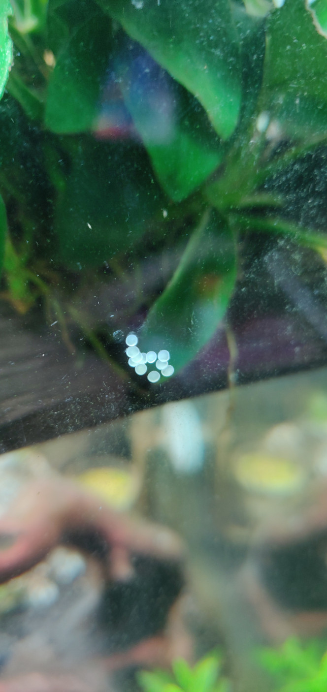 Petit cadeau laissé par nos Corydoras Environ une centaine d'oeuf a été pondu par notre maman Cory Aenus ;)