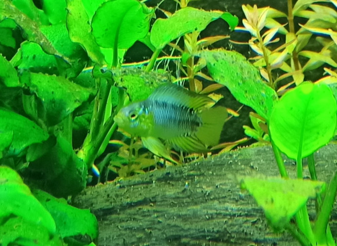 Apistogramma Borelli 