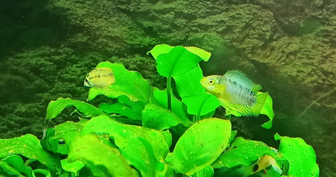 Apistogramma Borelli 