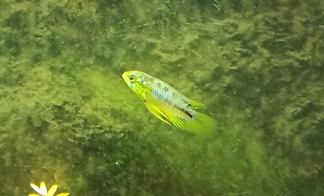 Apistogramma Borelli 