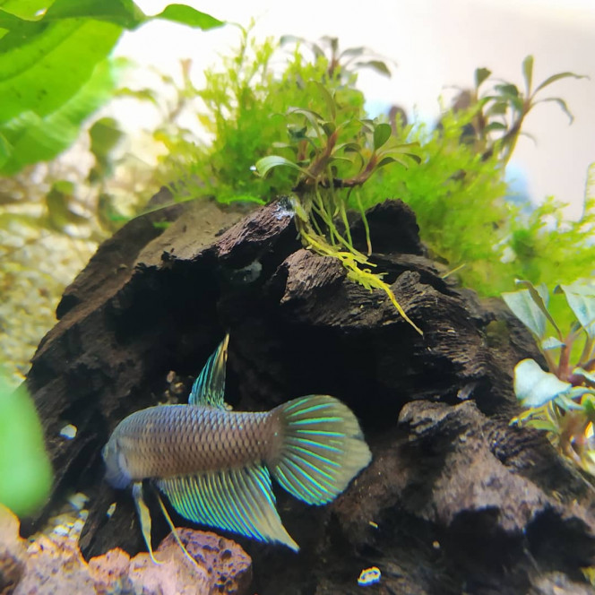 Nouvelles photos de mon Betta Spade Tail 