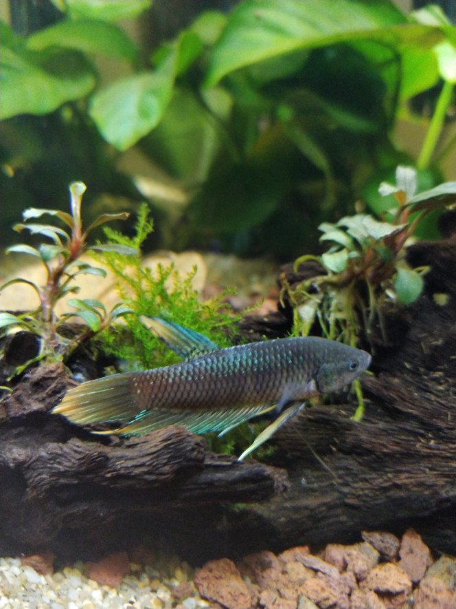 Nouvelles photos de mon Betta Spade Tail 