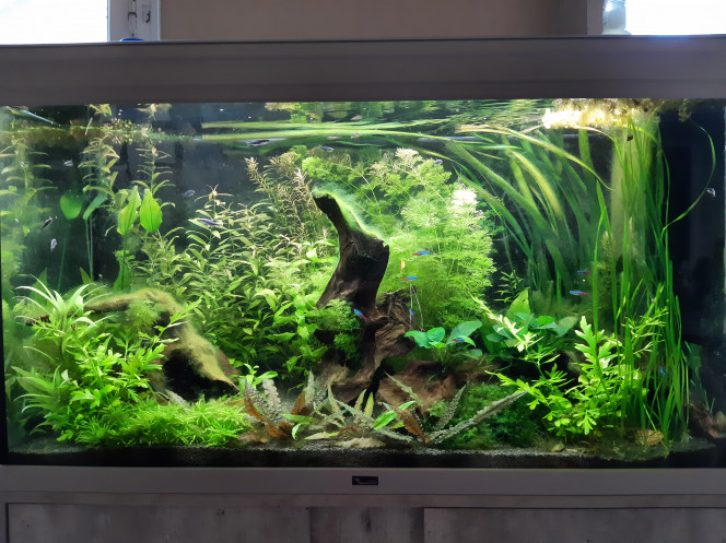 Aquarium de salon : pour le plaisir Juste pour le plaisir des yeux... tout fonctionne bien... un peu d'algues mais pas d'invasion.