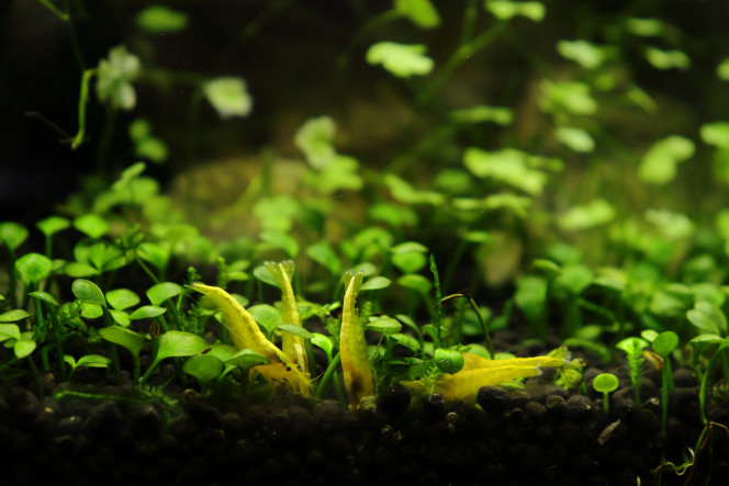 Photographie du post de hydrocotyle 