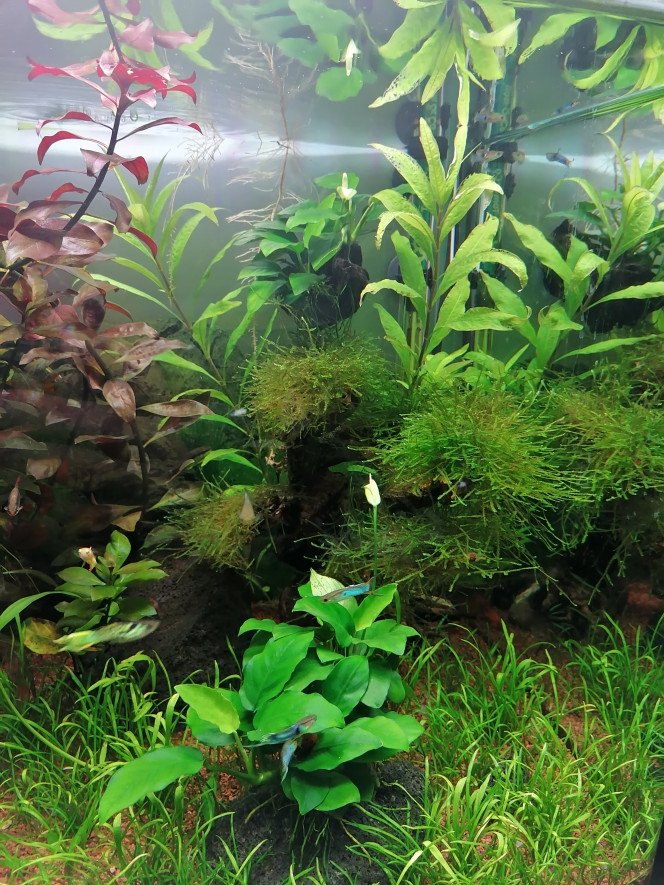 Deuxième fleurs sur l'autre anubias 