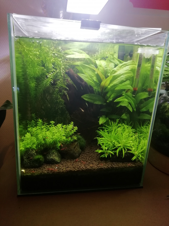 Nano Red Cherry 