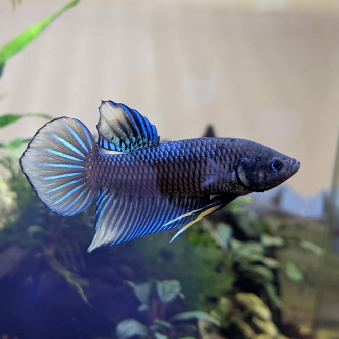 Mon Betta... Avec un miroir ! J'ai mis contre la vitre de l'aquarium un miroir (que j'ai laissé 10-15 sec) et voici les effets de la stimulation sur mon Betta Spade Tail ! ?