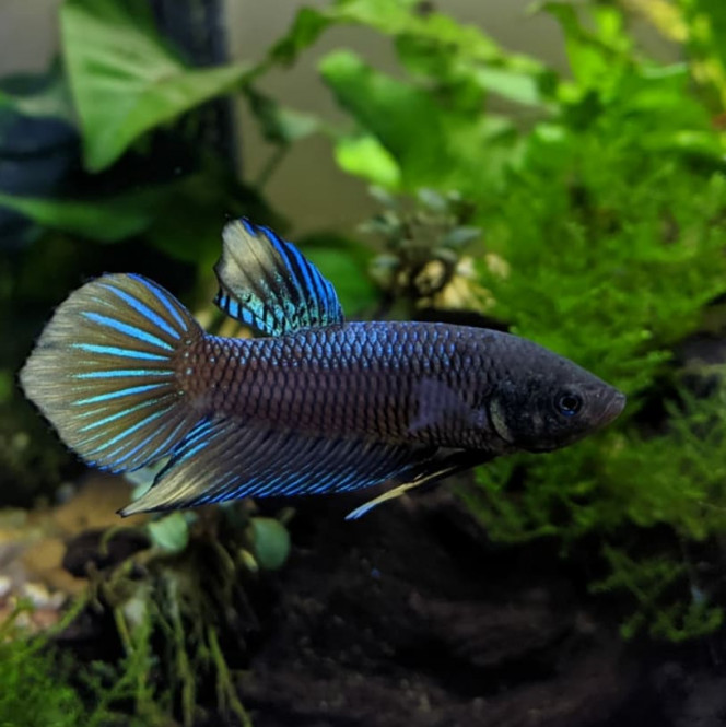 Mon Betta... Avec un miroir ! J'ai mis contre la vitre de l'aquarium un miroir (que j'ai laissé 10-15 sec) et voici les effets de la stimulation sur mon Betta Spade Tail ! ?