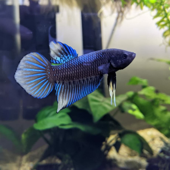 Mon Betta... Avec un miroir ! J'ai mis contre la vitre de l'aquarium un miroir (que j'ai laissé 10-15 sec) et voici les effets de la stimulation sur mon Betta Spade Tail ! ?