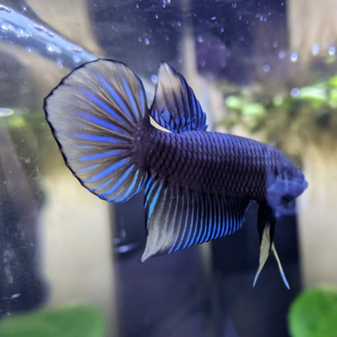 Mon Betta... Avec un miroir ! J'ai mis contre la vitre de l'aquarium un miroir (que j'ai laissé 10-15 sec) et voici les effets de la stimulation sur mon Betta Spade Tail ! ?