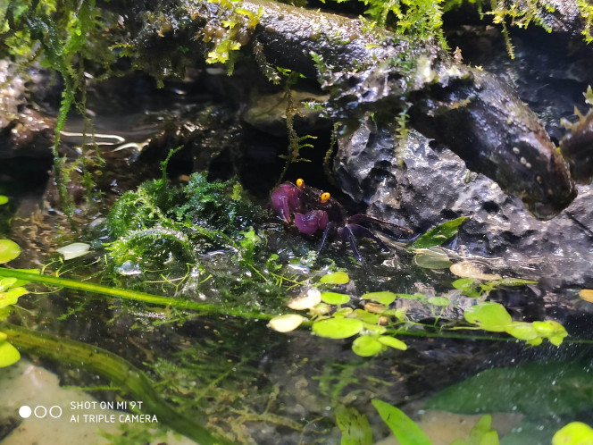 Update du paludarium 