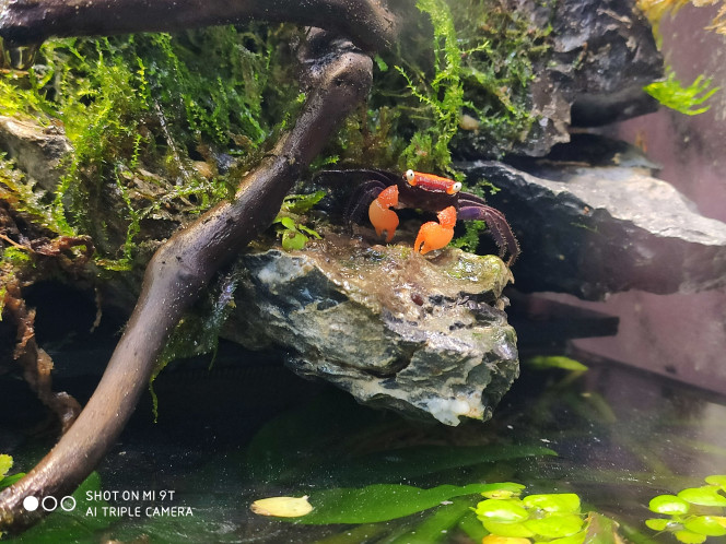 Update du paludarium 