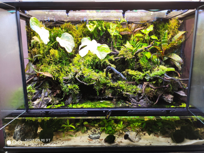 Update du paludarium 