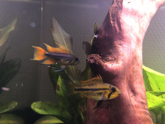 Couple cacatuoide 