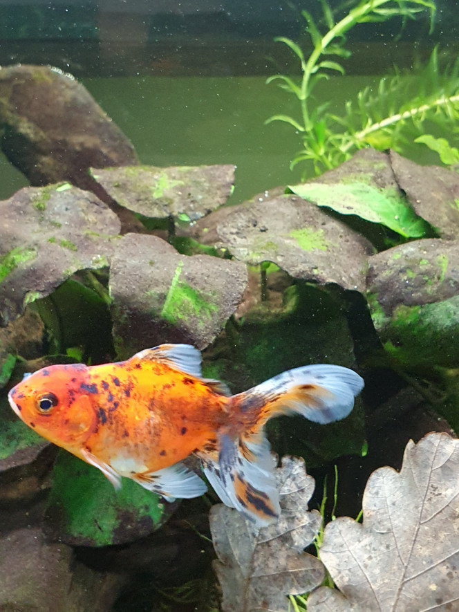 Miss Koï 
