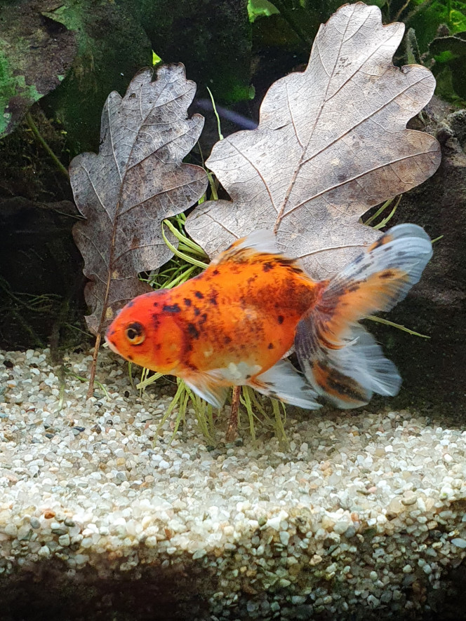 Miss Koï 