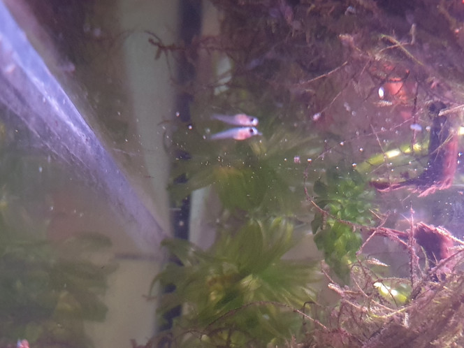 baby endler 