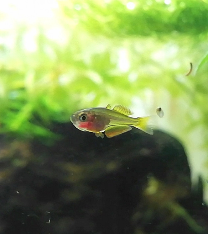 Grumpy fish fête ses 1 mois Je commence a le suspecter d'être un fan de tunning, il s'est installé plein de nouvelles nageoires et voilà maintenant qu'il rajoute du orange dessus.