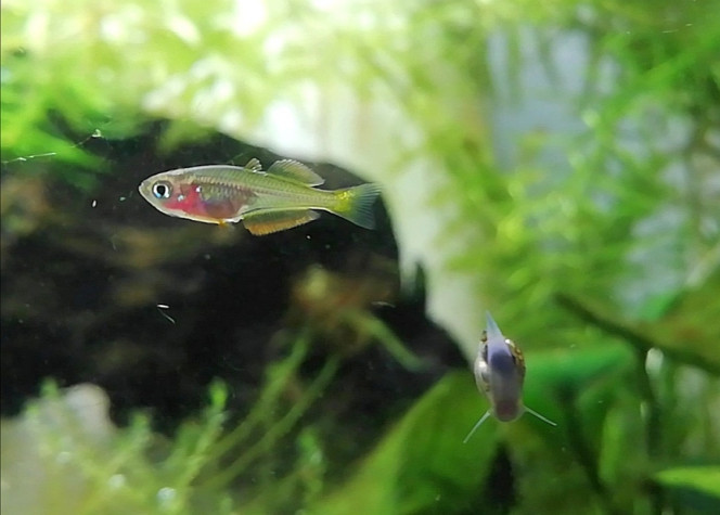 Grumpy fish fête ses 1 mois Je commence a le suspecter d'être un fan de tunning, il s'est installé plein de nouvelles nageoires et voilà maintenant qu'il rajoute du orange dessus.