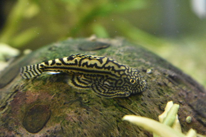 Photographie du post de Orchidsfish 