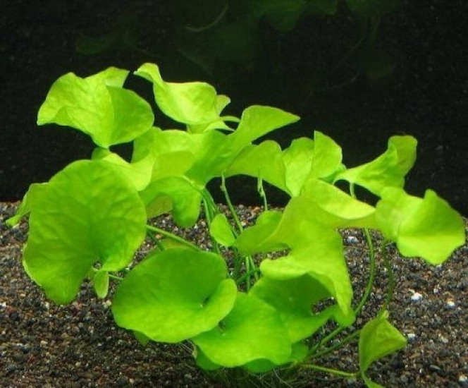 Photographie du post de Orchidsfish 