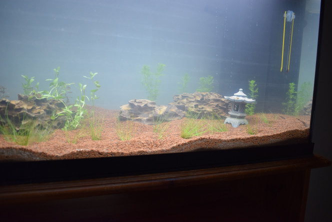 mise en eau + début de plantation Tout n'est pas encore arrivé (me manque une lampe, les deux racines et des plantes pour finaliser