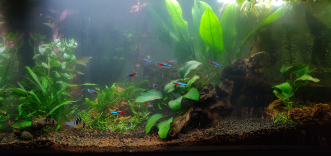 Nettoyage de printemps et Réorganisation J'avais pour projet de racheter quelques plantes à croissance rapide, pour palier à la perte que j'ai eu depuis ses derniers mois. Finalement j'ai complétement craqué et j'ai acheté un peu plus que prévu..

Du coup on change toute la disposition et on s'inspire de ce qu'on a pu voir ici pour donner un peu de volume. Vivement que tout redescende et que ce soit moins trouble !