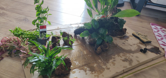 Nettoyage de printemps et Réorganisation J'avais pour projet de racheter quelques plantes à croissance rapide, pour palier à la perte que j'ai eu depuis ses derniers mois. Finalement j'ai complétement craqué et j'ai acheté un peu plus que prévu..

Du coup on change toute la disposition et on s'inspire de ce qu'on a pu voir ici pour donner un peu de volume. Vivement que tout redescende et que ce soit moins trouble !