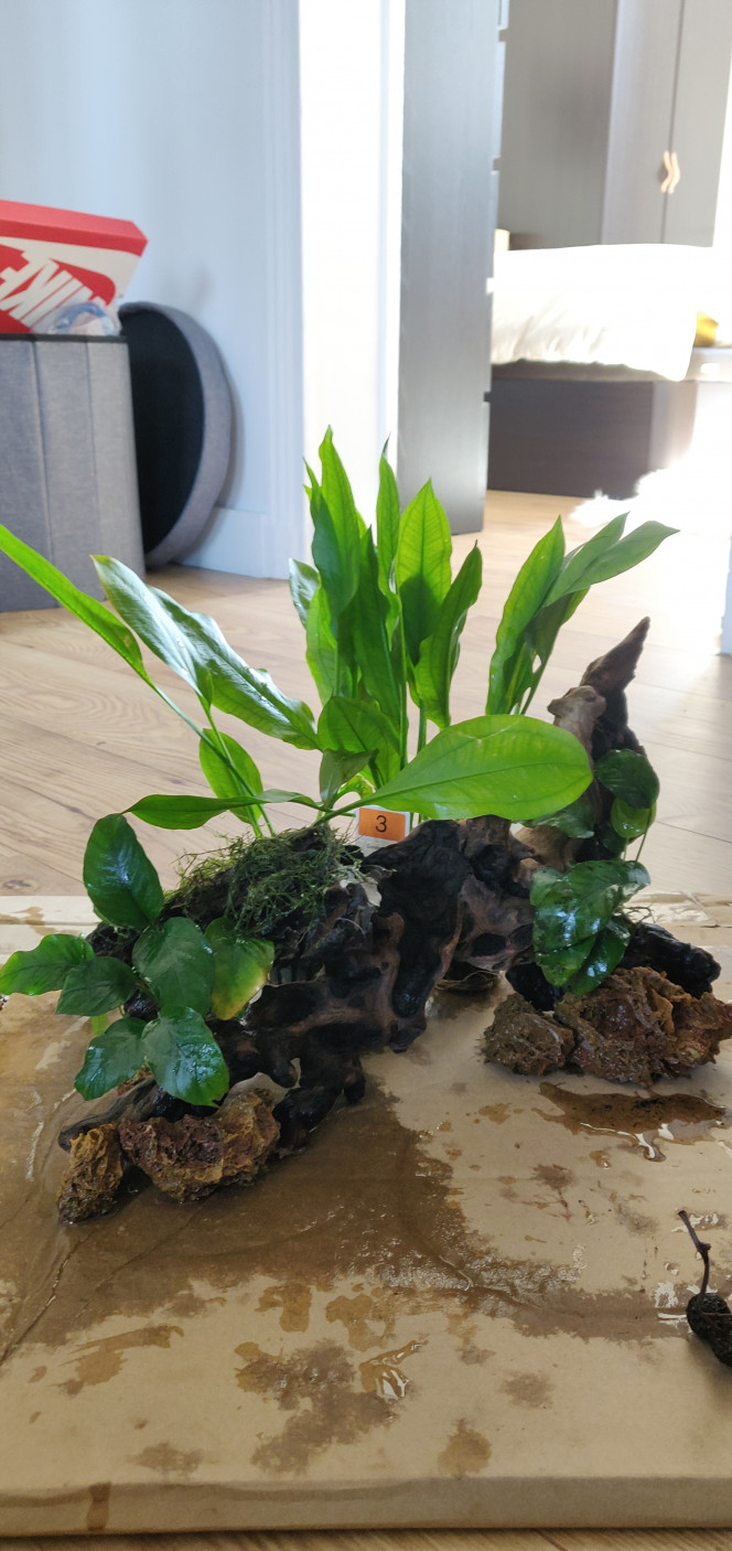 Nettoyage de printemps et Réorganisation J'avais pour projet de racheter quelques plantes à croissance rapide, pour palier à la perte que j'ai eu depuis ses derniers mois. Finalement j'ai complétement craqué et j'ai acheté un peu plus que prévu..

Du coup on change toute la disposition et on s'inspire de ce qu'on a pu voir ici pour donner un peu de volume. Vivement que tout redescende et que ce soit moins trouble !