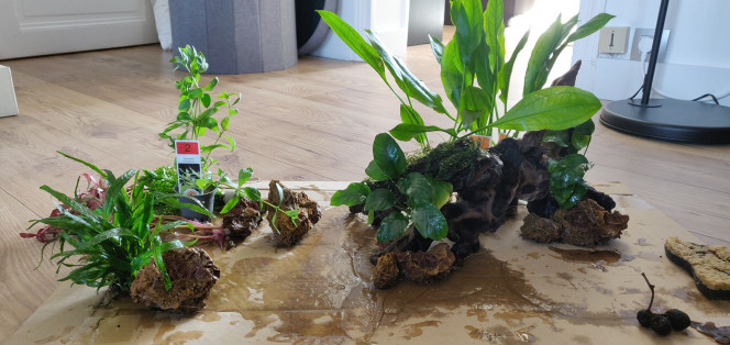 Nettoyage de printemps et Réorganisation J'avais pour projet de racheter quelques plantes à croissance rapide, pour palier à la perte que j'ai eu depuis ses derniers mois. Finalement j'ai complétement craqué et j'ai acheté un peu plus que prévu..

Du coup on change toute la disposition et on s'inspire de ce qu'on a pu voir ici pour donner un peu de volume. Vivement que tout redescende et que ce soit moins trouble !