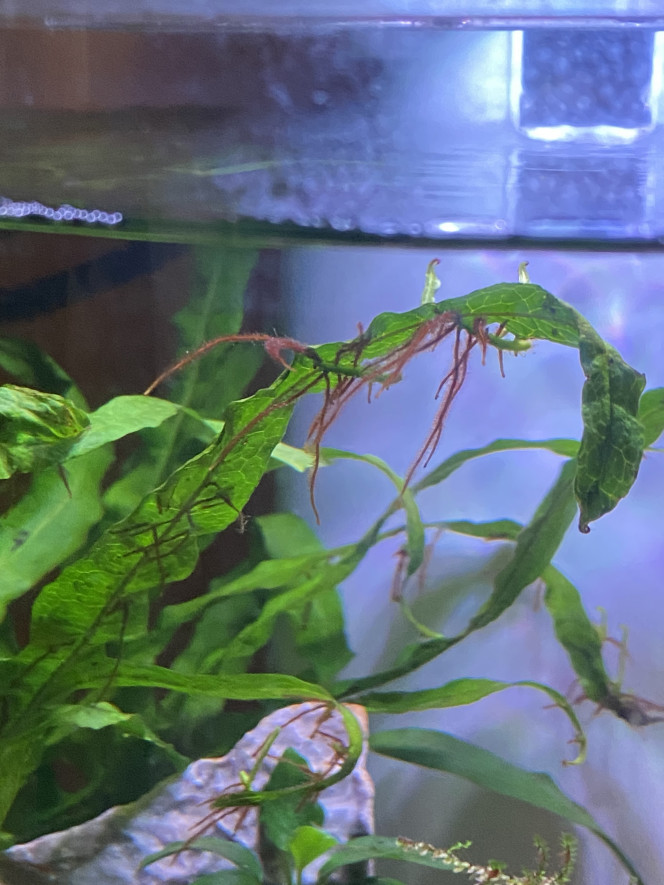 Microsorium Pteropus 'Trident' Bebe de Microsorium Pteropus 'Trident'