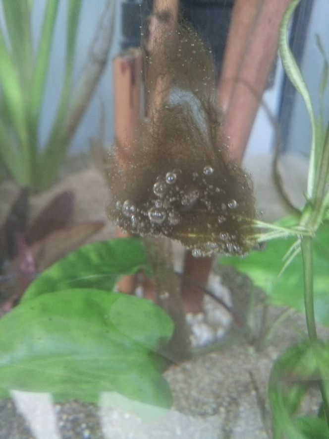 Photographie du post de Orchidsfish 