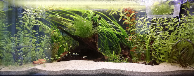 Aquarium au 01/04/21 