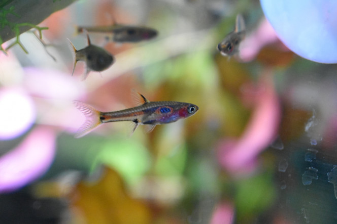 Photographie du post de Orchidsfish 