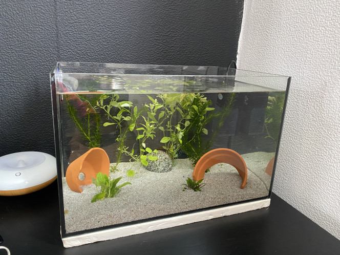 Aquarium de Gépèto Aquarium 45l pour axolotl