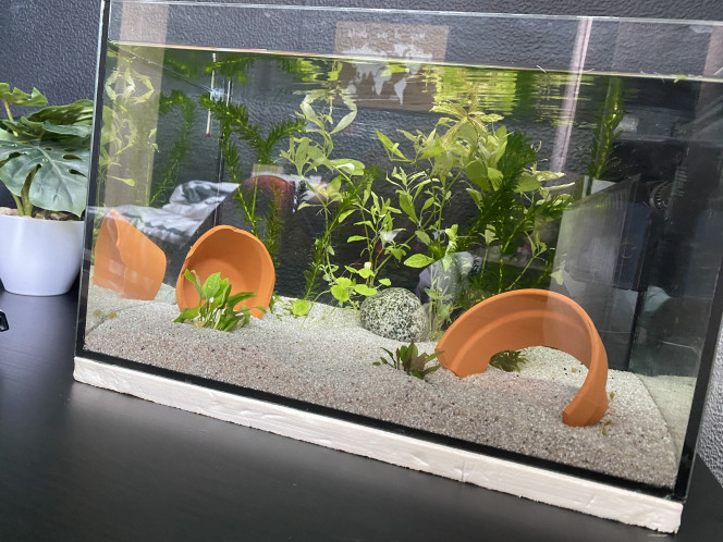 Aquarium de Gépèto Aquarium 45l pour axolotl
