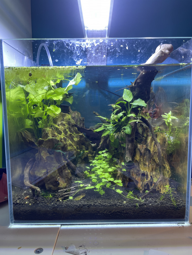 Changement de décor et d’aquarium 