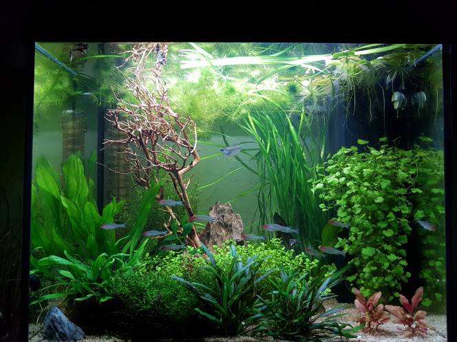 Nouvelle déco, une belle branche de chez skaii and shrimp 