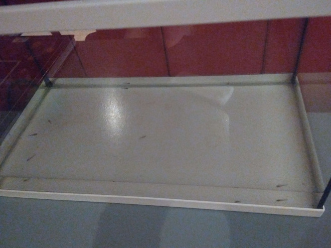 Nos bébés axo Voilà, nos bébés Axolotls, après avoir recueilli une partie des œufs, trié tout ça,il en reste 9.
Ils sont nourris aux artémias.
Quel chantier !
