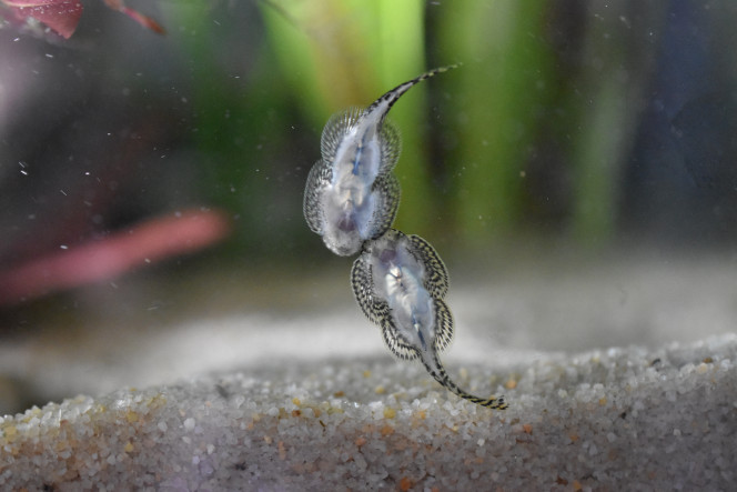 Photographie du post de Orchidsfish 